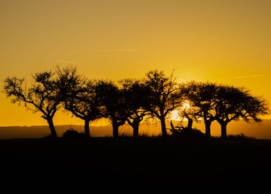 Row of trees