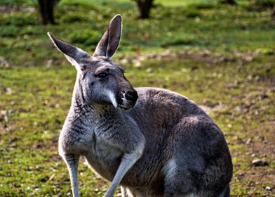 Kangaroo