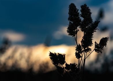 Grass in the sunset