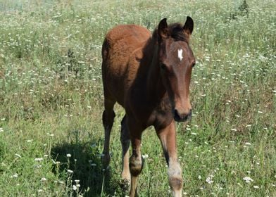 The Grazed Horse