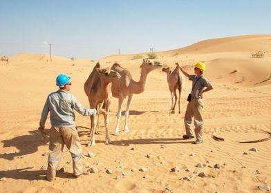 Camels In The Desert