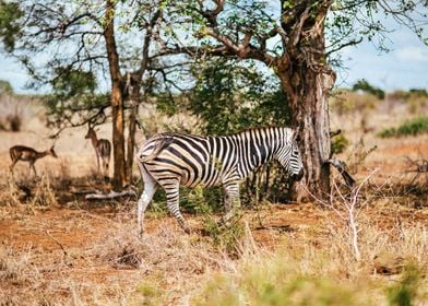 Zebra And Friends