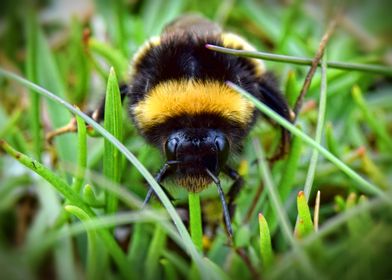 Bee Portrait