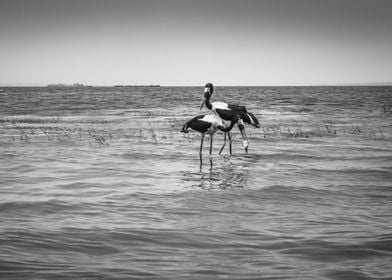 Two saddle billed stork 