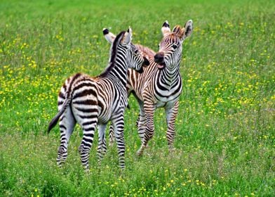 Two playful zebra