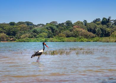 Two saddle billed stork 