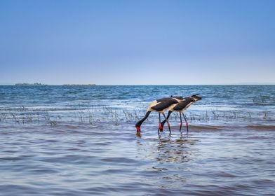 Two saddle billed stork 