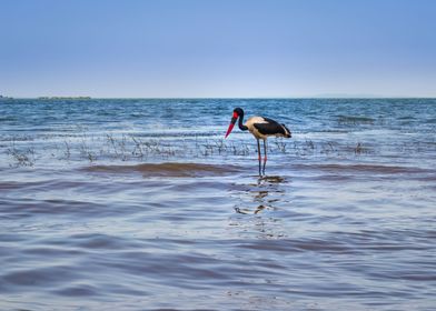 Two saddle billed stork 