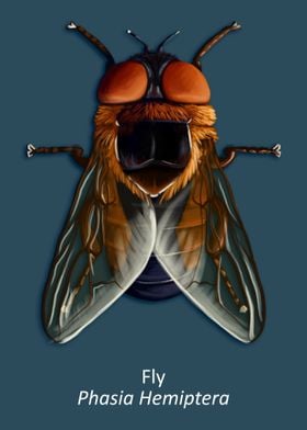 Fly Phasia Hemiptera