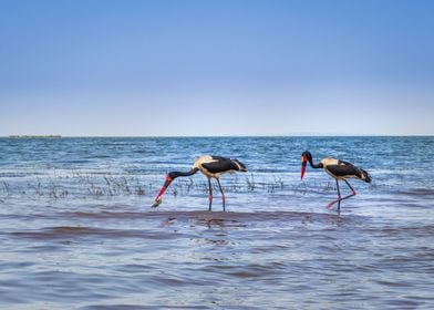 Two saddle billed stork 