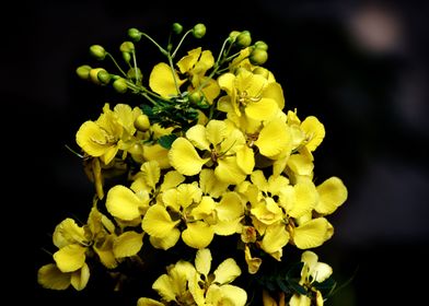 Yellow Flowers