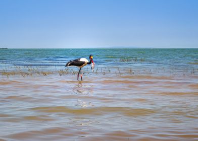 Two saddle billed stork 