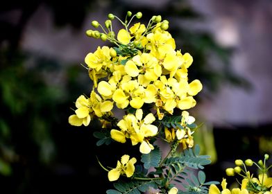 Yellow Flowers