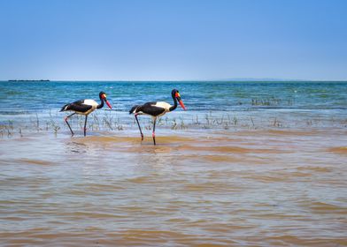 Two saddle billed stork 