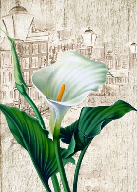 White Calla Lily