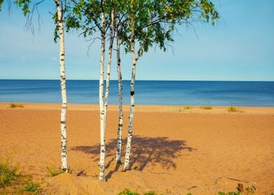 Baltic Beach Birch Blue Br