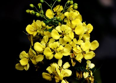 Yellow Flowers