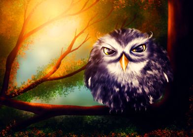 owl nature