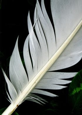 Feather Two