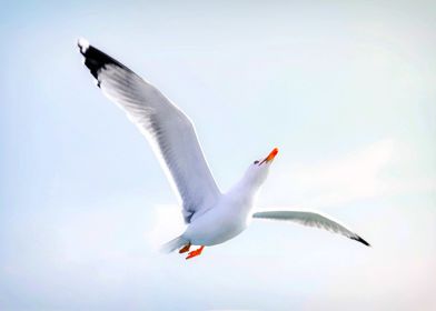 A seagull in flight