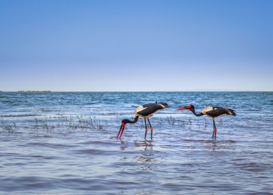 Two saddle billed stork 