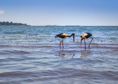 Two saddle billed stork 