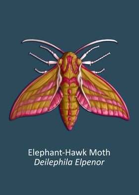 Elephant Hawk Moth 