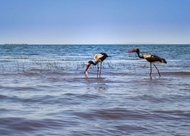 Two saddle billed stork 