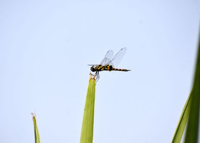 Dragonfly