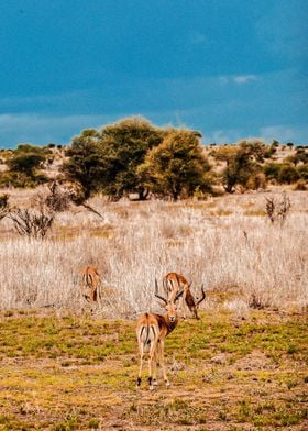 Group of deer