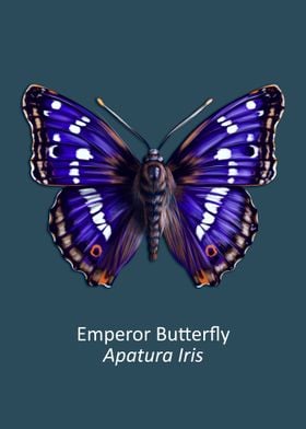 Emperor Butterfly 