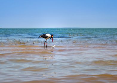 Two saddle billed stork 