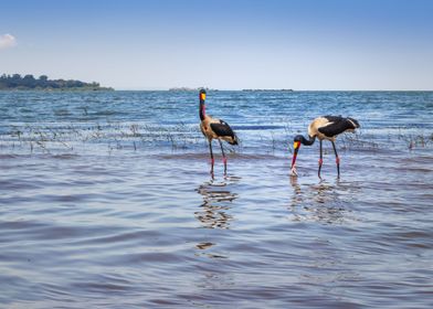 Two saddle billed stork 