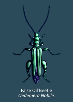 False Oil beetle
