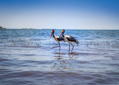 Two saddle billed stork 