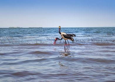 Two saddle billed stork 