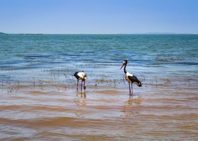 Two saddlebilled storks