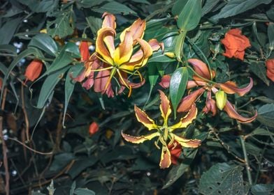 Wild flowers Uganda