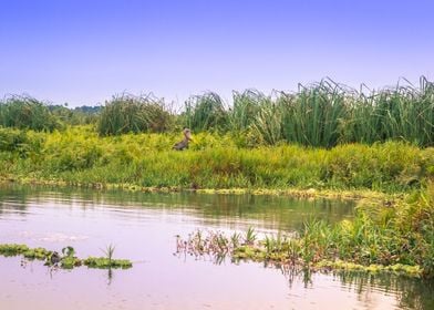 Shoebill stork In swamp