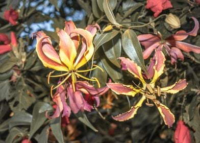 Wild flowers Uganda