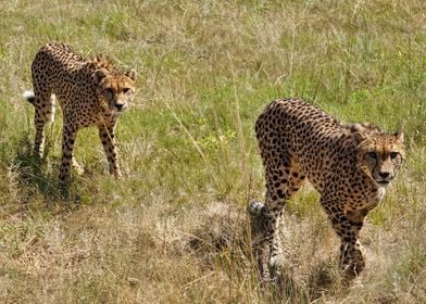 Two Cheetahs