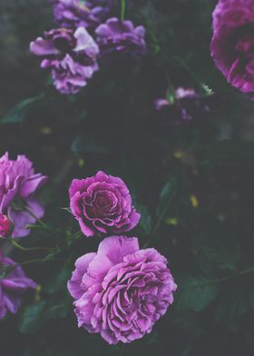 Purple Midnight Flowers