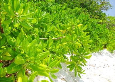 Asia Background Beach Beau