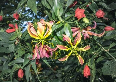 Wild flowers Uganda