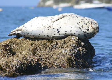 The Sleeping Seal