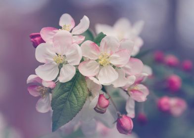 Delicate Cherry Blossom