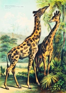 Two Giraffes