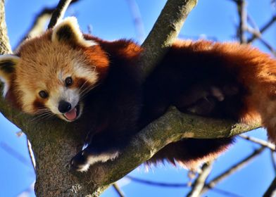 Red Panda