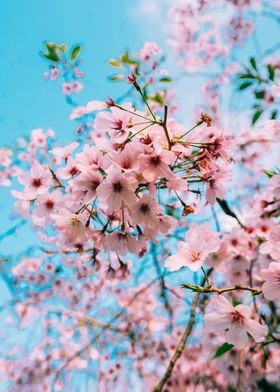 Blooming Cherry Blossoms