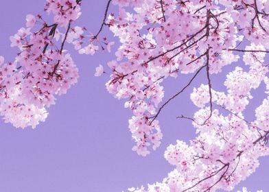 Soft Hued Cherry Blossoms